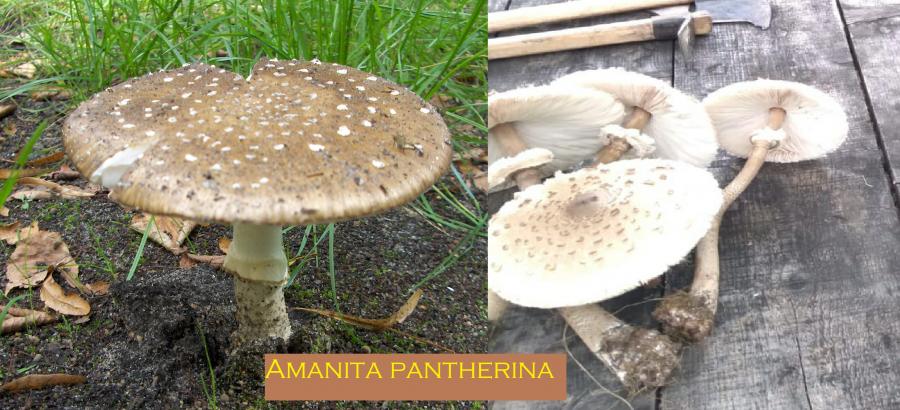 amanita pantherina
