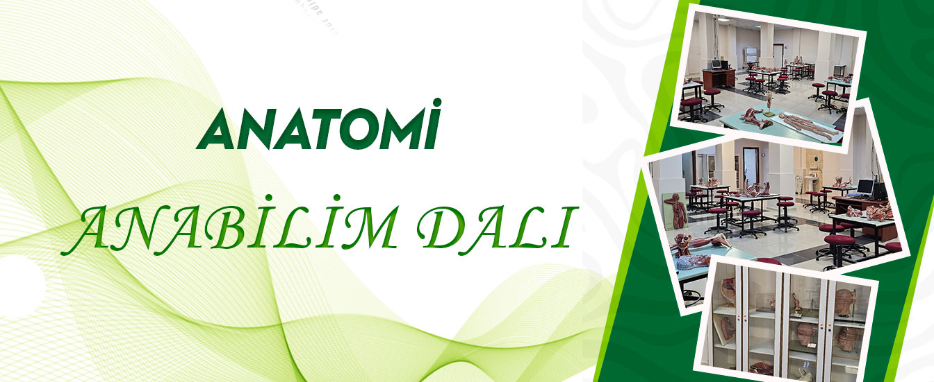 Anatomi